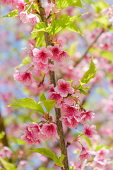 Fototapeta na wymiar Cherry Blossom or Sakura flower on nature background