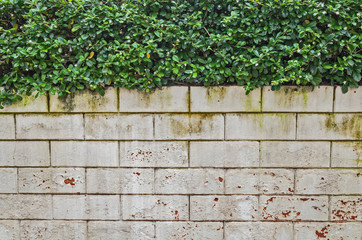 White brick wall with Green leafs