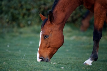 Naklejka na ściany i meble Bay horse eating grass in the meadow