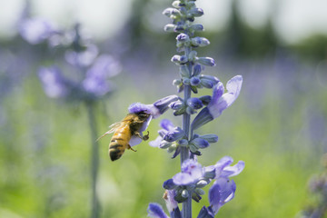Bee on a lavender flower.
