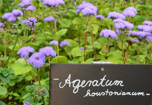Ageratum houstonianum, Leberbalsam, Korbblütler, blue mink 