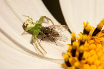 Fly and spider in a flower