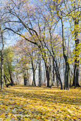 autumn landscape. fall scene in autumn park with bare trees on blue sky background