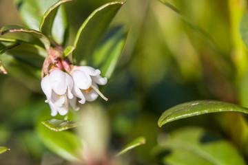 Blooming cowberry also known as lingonberry or mountain cranberry (Vaccinium vitis-idaea)