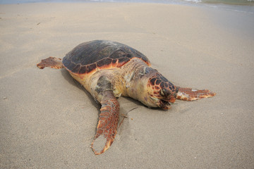 tartaruga marina (Caretta Caretta), ferita, sulla spiaggia di San Foca - Salento