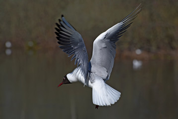 seagull bird swamp