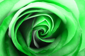 Obraz na płótnie Canvas Macro of green rose heart