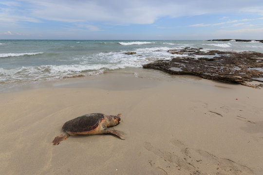 tartaruga marina (Caretta Caretta), ferita, sulla spiaggia di San Foca - Salento
