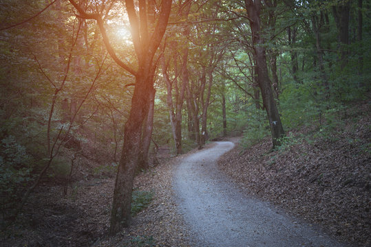 Fototapeta Photo of a dark forest