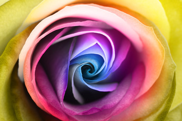 Fototapeta na wymiar Macro of psychedelic rose heart