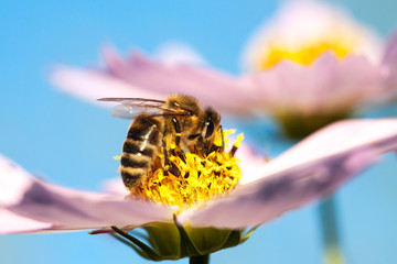 Close-up of bee on white flower.