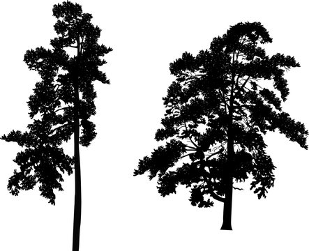 two black large pine silhouettes on white