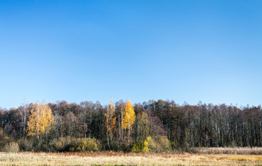 autumn forest with bare trees and yellow leaves against blue sky background