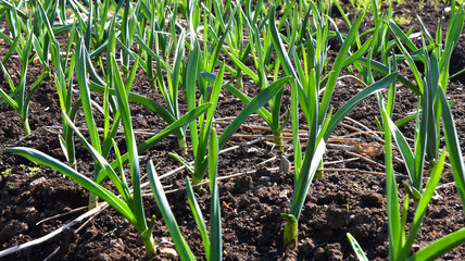 garlic plant vegetable garden