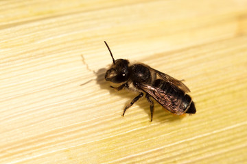 Close-up of honey bee on a leaf.