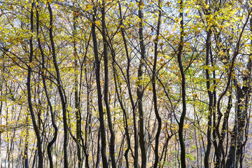 bare trees with yellow leaves in autumn forest. fall scene.
