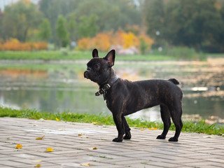 Dog French Bulldog wearing a collar. City park, autumn, pond.