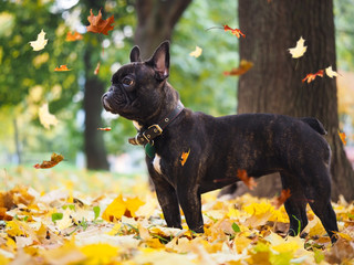 Black dog in a park amongst autumn leaves. leaf fall