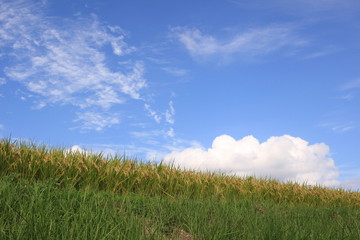 秋空②