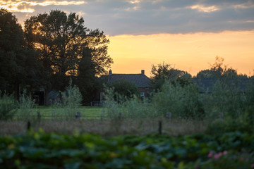 Farmhouse between dense vegetation at sunset. Geesteren. Achterh