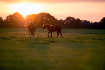 Fototapeta na wymiar Mother horse with foal on farm land at sunset. Geesteren. Achter