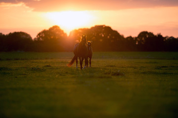 Fototapeta na wymiar Mother horse with foal on farm land at sunset. Geesteren. Achter