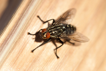 Close up of a fly