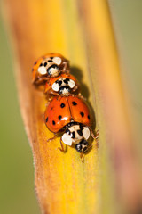 Obraz premium Lady bugs on a green leaf. 