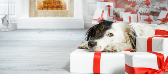 Hund mit lustigem schwarz-weißem Gesicht hat den Kopf zwischen den Pfoten auf einem Geschenk abgelegt und schaut vertäumt in die Kamera - 122932025