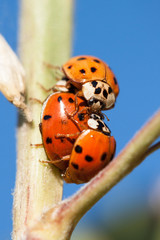 Obraz premium Lady bugs 