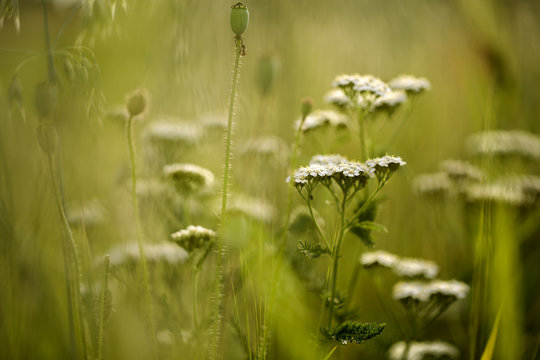 Yarrow Umbels on the Summer Meadow