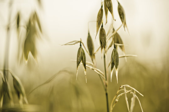 Oat plants on the acre in Summer