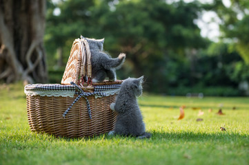 Gray kitten on the grass