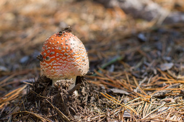 Small mushroom growing out of the ground around the pine needles