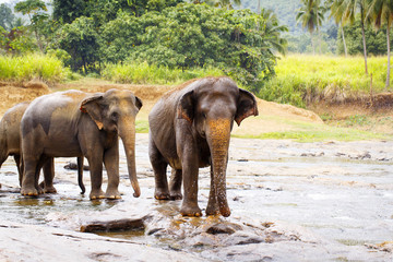 sri lanka elephant