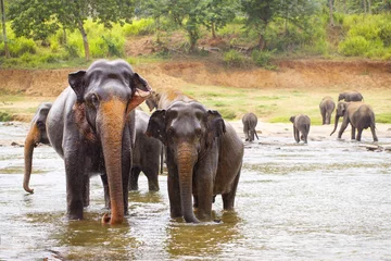 Papier Peint photo Lavable Éléphant éléphant du Sri Lanka