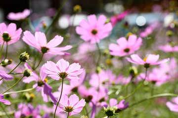 秋桜