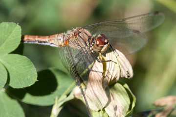 Close-up of a dragon fly