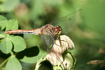 Close-up of a dragon fly