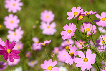 秋桜