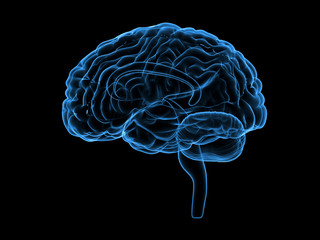 X-ray human brain, 3d illustration