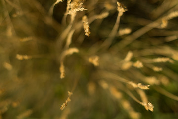 sunny meadow with natural bokeh
