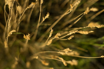 sunny meadow with natural bokeh