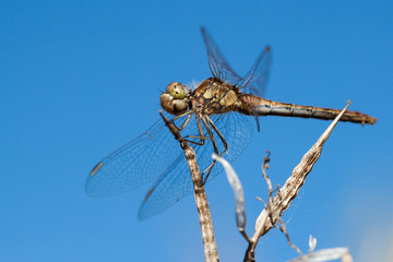 Close-up of a dragon fly