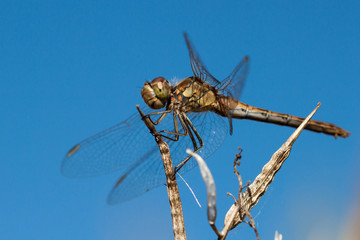 Close-up of a dragon fly