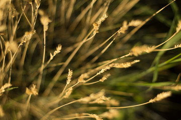 sunny meadow with natural bokeh