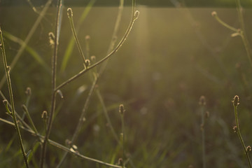 sunny meadow with natural bokeh