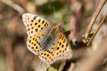 Butterfly stay on a green leaf. 