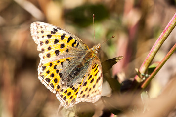 Butterfly stay on a green leaf. 