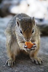 Eating African bristle squirrel in Namibia, Africa
